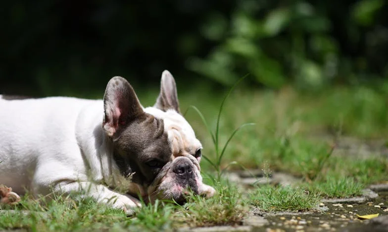 Kiedy Borys ugryzł mnie w dłoń pod zamkniętymi drzwiami teściowej, zrozumiałam, że cisza też potrafi zabić