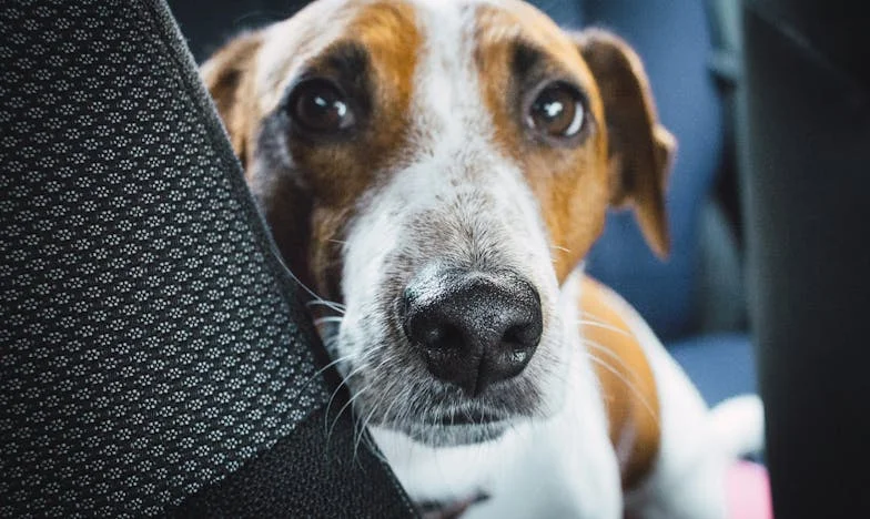 Kiedy Jagna złapała mnie za rękaw: jak pies wyrwał mnie z winy wobec rodziny