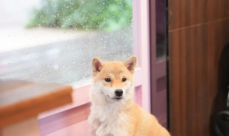 Kiedy krew kapała na klatkę schodową, a mój pies szarpał mnie za rękaw, jeszcze nie wiedziałam, że to on popchnie mnie do decyzji, które rozbiją moje stare życie