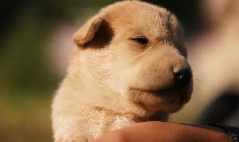 Kiedy mój kundel wgryzł się w rękaw policjanta pod klatką, zrozumiałam, że znów mam coś do stracenia