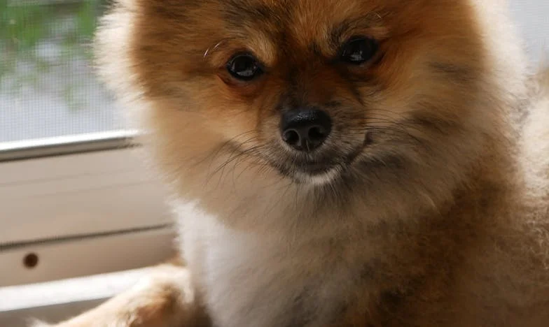 Kiedy mój pies wgryzł się w rękaw munduru ratownika, a na posadzce izby przyjęć pojawiła się krew, zrozumiałam, że przeszłość wróciła do szpitala św. Augustyna