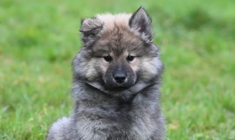 Kiedy Piotr został u mamy, a ja zostałam z psem i decyzjami, których nie da się cofnąć