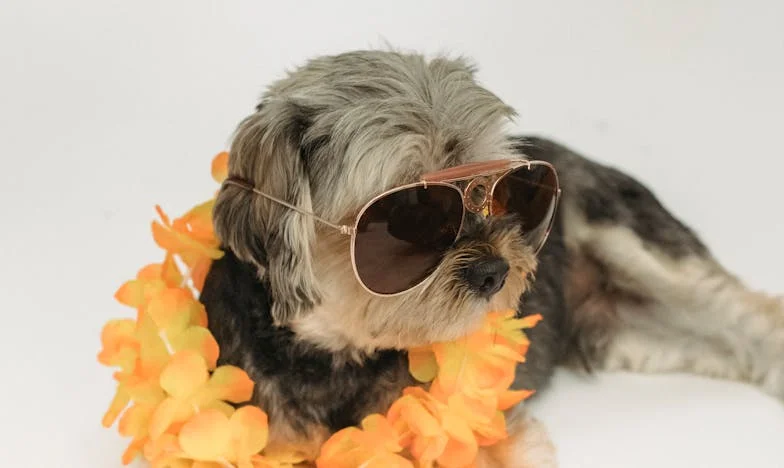 Kiedy rodzice odchodzą, zostaje tylko cisza. I mój pies, który kazał mi przestać się upierać