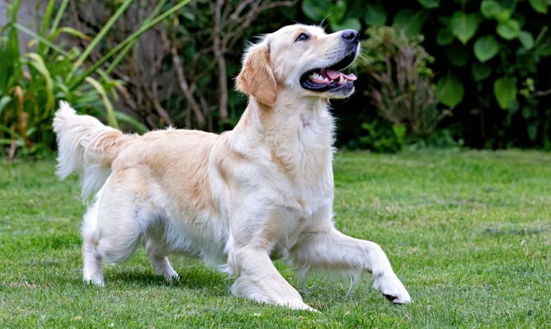 Kiedy rodzina przygniata: jak pies wyciągnął mnie z wypalenia i z cudzych żądań