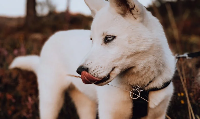 Kiedy teściowa przejęła nasze mieszkanie, a pies pierwszy raz w życiu zawarczał na mnie