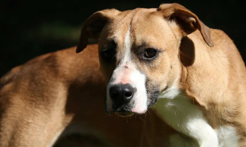 Kiedy teściowa znów obudziła mnie o świcie, a pies warknął przy drzwiach — i wiedziałam, że zaraz pęknę
