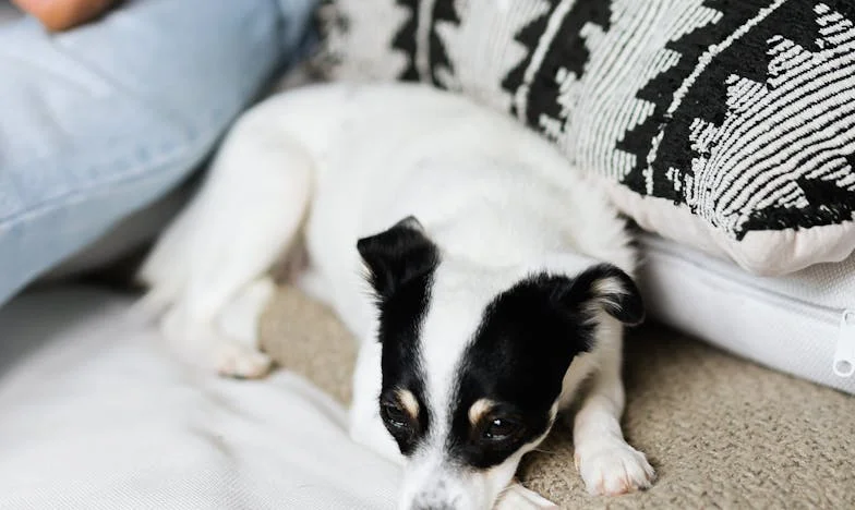 Kiedy w styczniową noc mój pies wciągnął mnie za rękaw do klatki schodowej, zrozumiałam, że nie da się już uciekać od własnej winy