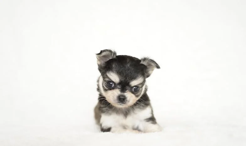 Kiedy wcisnęłam klamkę, a on zawarczał na schodach — i zobaczyłam krew na jego łapie, wiedziałam, że ktoś nas śledzi