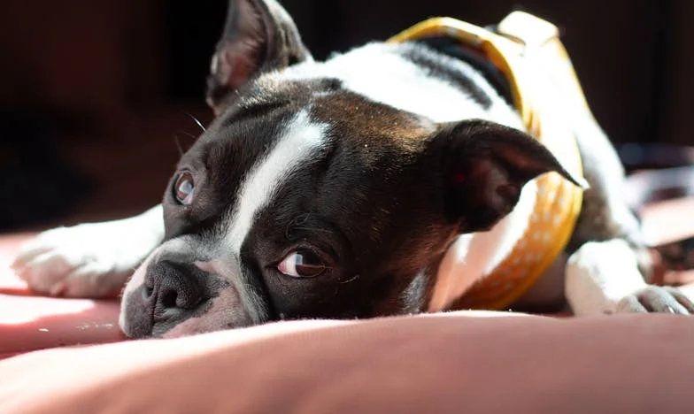 Kiedy wyciągałam Edinowi telefon z kieszeni kurtki, a pies szarpał mnie za rękaw, na klatce pachniało krwią i chlorową wodą