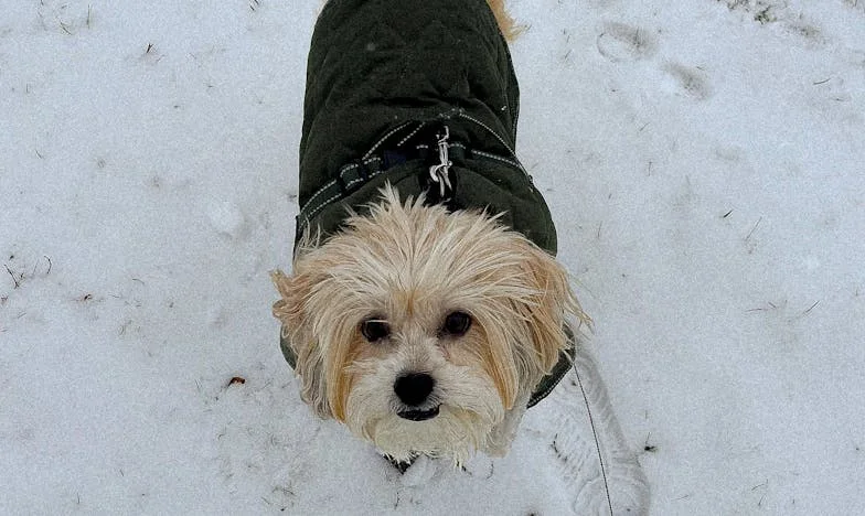 Krew na chodniku i obce zęby na mojej dłoni: jak pies zmusił mnie, żebym wreszcie przestała milczeć