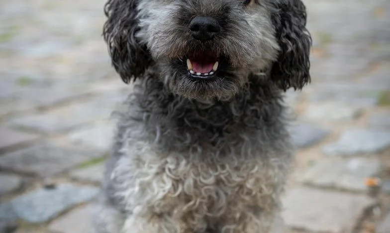 Krew na klatce i obcy pies na moich rękach — wtedy zrozumiałam, ile kosztuje lojalność