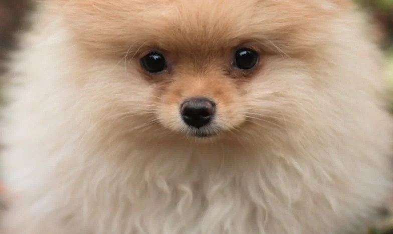 Krew na klatce, mój garnek na podłodze i pies, który zatrzymał mnie w pół kroku