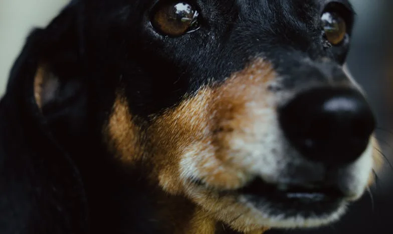 Krew na klatce schodowej i obcy pies, który kazał mi przestać udawać, że daję radę