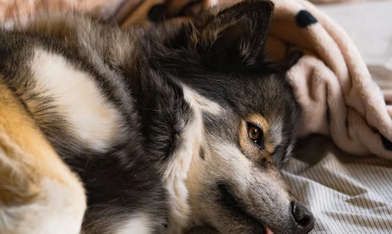 Krew na schodach i obcy pies: jak mały kundel zmusił mnie, żebym w końcu napisał ostatni list do Zosi