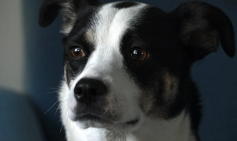 Krew na śniegu pod moim nowym domem i pies, który zmusił mnie do życia od początku