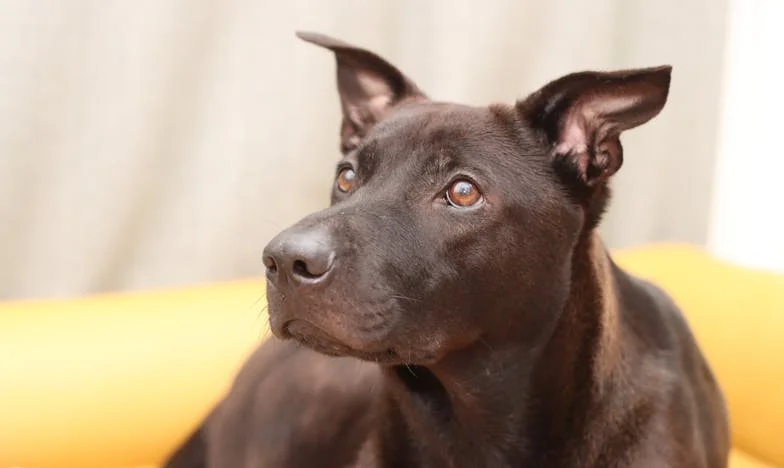 „Mamo, wstyd mi za ciebie…” — a potem mój pies pociągnął mnie prosto pod komisariat