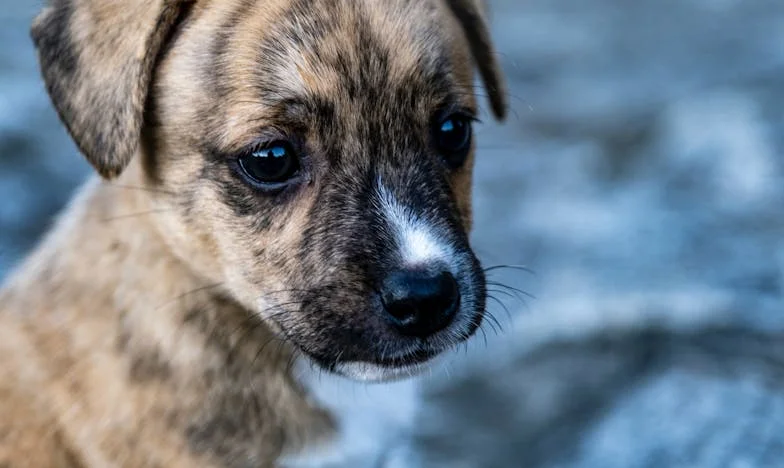 Marek przysłał mi „fakturę” za nasze małżeństwo, a mój pies wbił się łapami w krew i nie pozwolił mi uciec