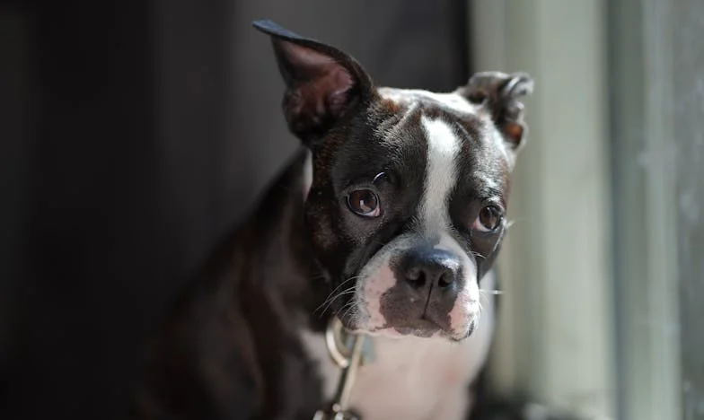 Modlitwa w burzy: pies, który wyprowadził mnie z wypalenia, kiedy już nie miałam siły