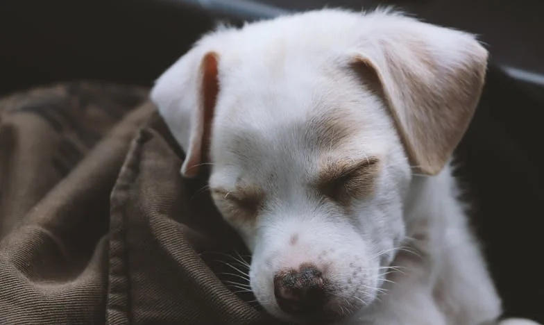 Na mokrych płytkach w pensjonacie w Międzyzdrojach trzymałam psa za kark, a pod moją dłonią czułam drżenie i krew