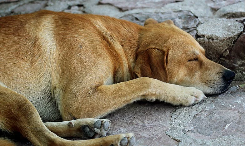 Nie jestem twoją opiekunką, jestem twoją matką – Wyznanie babci z Krakowa