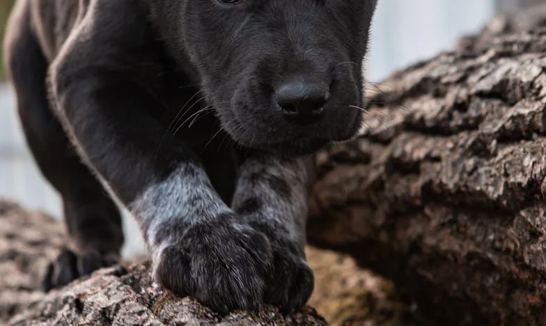 „Nie siadasz do stołu.” Krew na klatce i pies, który kazał mi w końcu przestać być niewidzialna