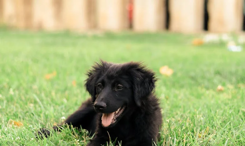 O ślubie własnego syna dowiedziałam się od sąsiadki. A potem mój pies pociągnął mnie prosto pod zamknięte drzwi