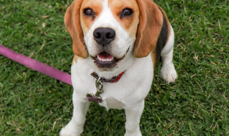Oddawałam mu całą wypłatę. Pies nauczył mnie, że miłość nie polega na kontroli