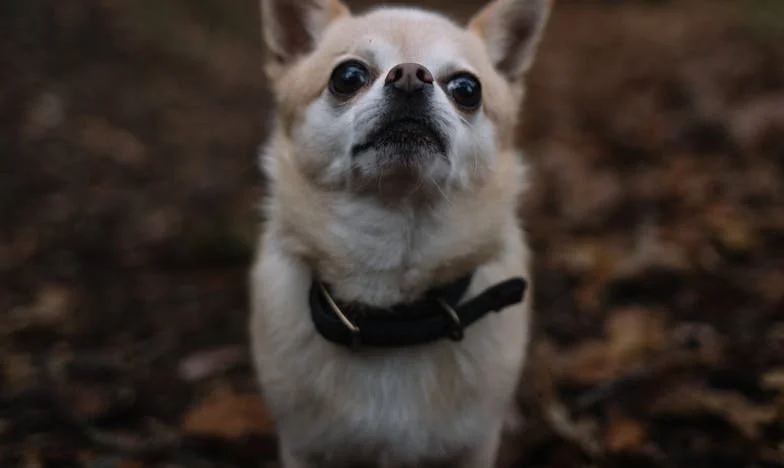 Pies, który zmusił mnie do przerwania ciszy: jak po rozwodzie i wypaleniu uratował mnie kundel z klatki schodowej