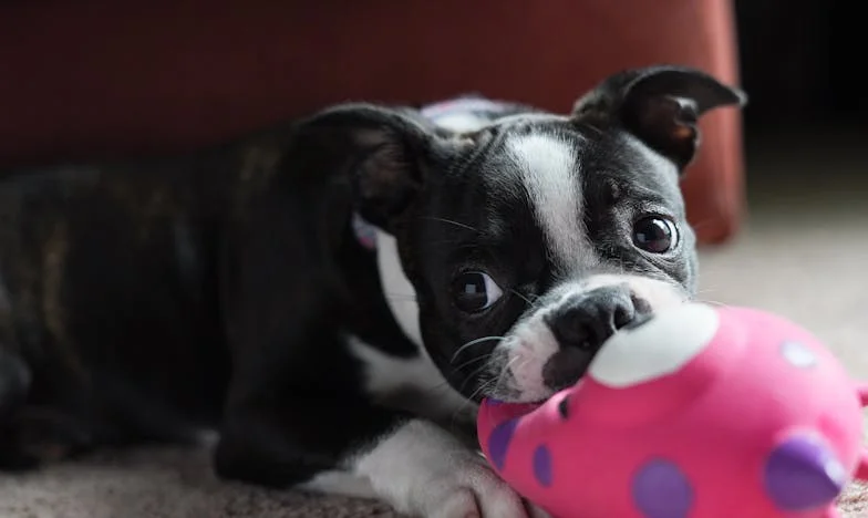 Pies, który został ze mną, kiedy mój ślub się rozpadł