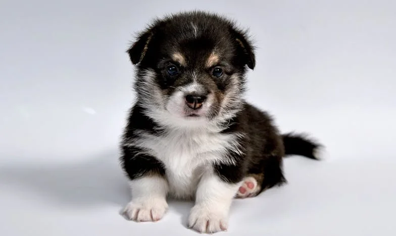 „Proszę pani, pies gryzie… a ja mam krew na dłoniach” – jak obca suczka zmusiła mnie, żebym przestała udawać, że daję radę