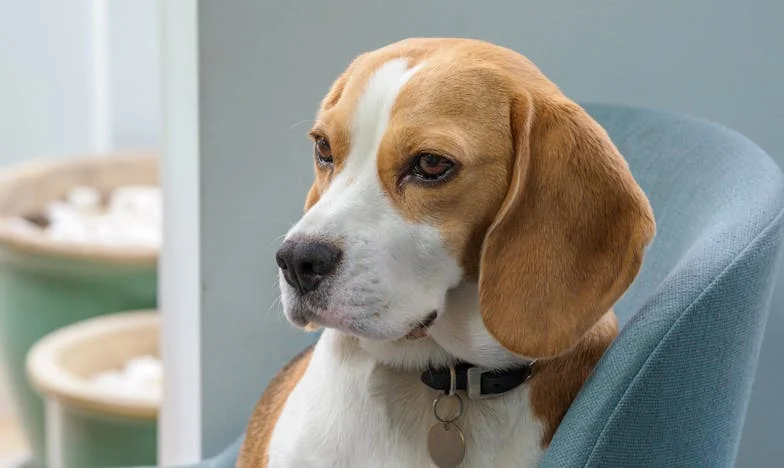 „Przywieź wnuki, ale nie zapomnij portfela” — a potem mój pies wciągnął mnie z powrotem do życia