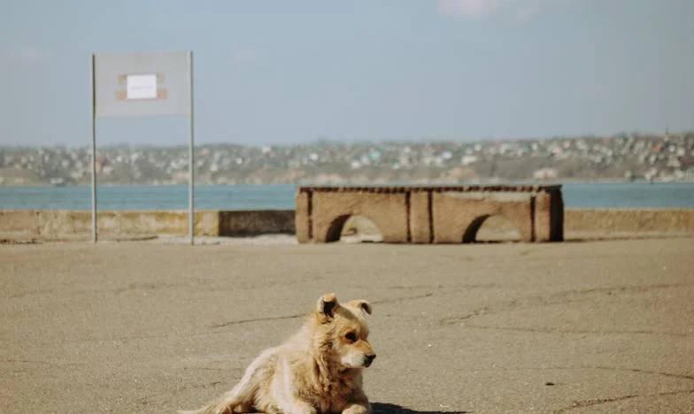 Szarpał mnie za rękaw, kiedy policja już stała na klatce — a ja wciąż udawałam, że nic się nie dzieje