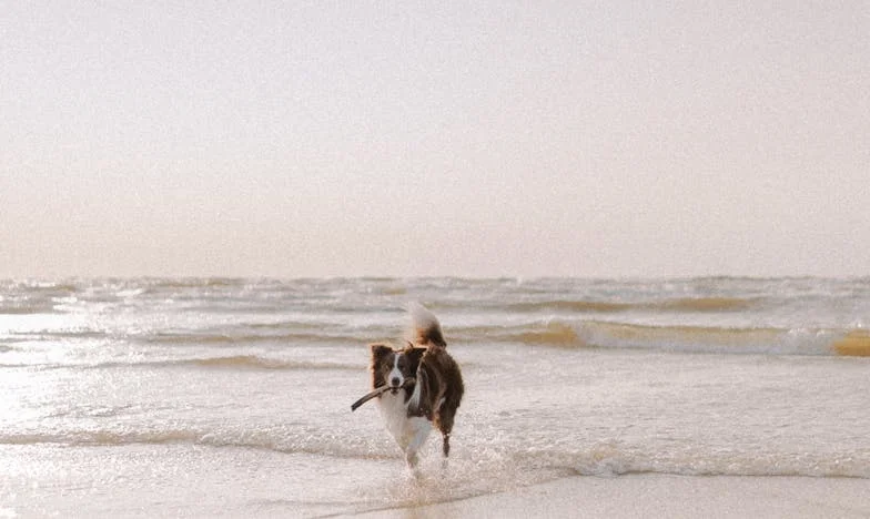 Teść zjadł nam spokój — a pies postawił granicę, której nie umiałam postawić ja