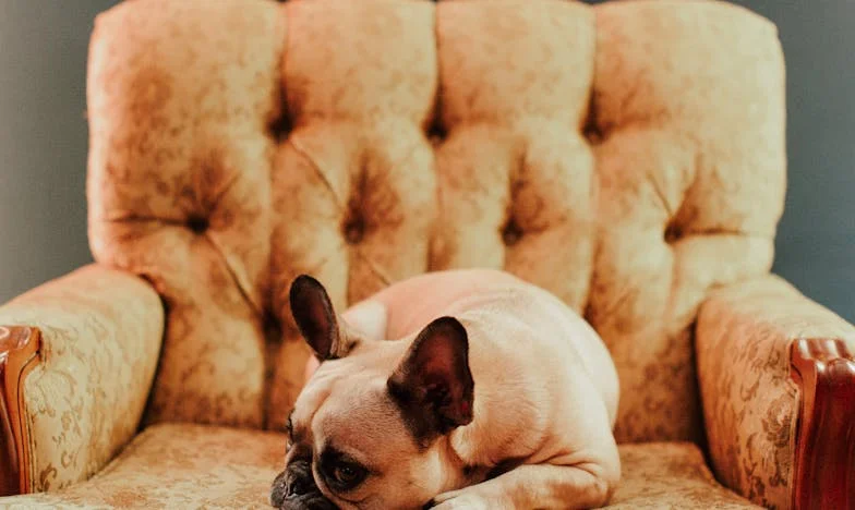 „Trzymaj ją!” – kiedy w klatce schodowej polała się krew, a mój pies zatrzymał mnie przed najgorszym