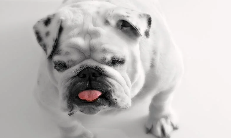 W domu, gdzie dżinsy były zakazane, a pies uratował mi życie