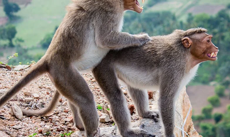 W noc przed ślubem mojej córki pies wgryzł się w rękaw policjanta, a ja poczułam krew na palcach — i wtedy zrozumiałam, że ta „wymarzona uroczystość” może nas wszystkich złamać