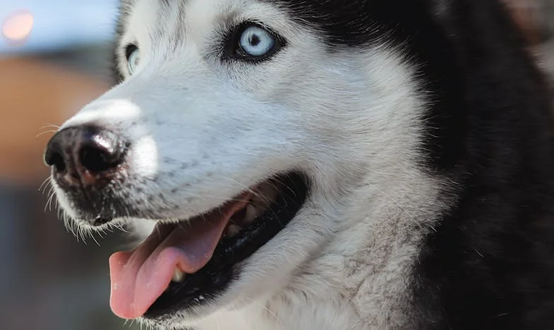 W sobotę o świcie mój pies wgryzł się w rękaw Laury, a ja zrozumiałam, że to już nie są tylko „weekendowe wizyty”