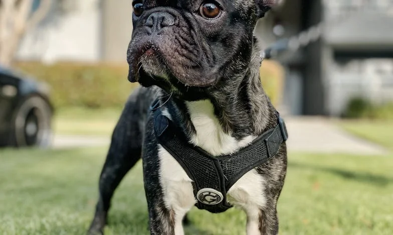 W wichurę wpadł mi pod nogi pies i krew na schodach — a potem już nic w mojej rodzinie nie było proste