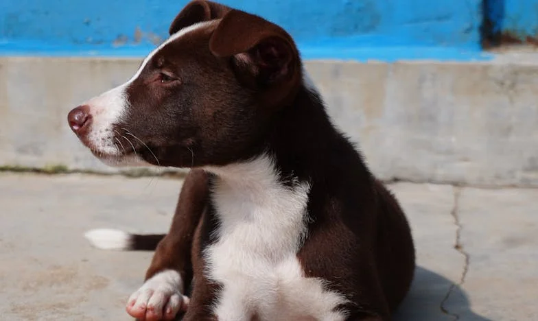 Wcisnęłam klucze do ręki policjanta, a pies Dániela skakał po mnie z krwią na łapie — i wtedy zrozumiałam, że nie da się już udawać, że nic się nie zmieni