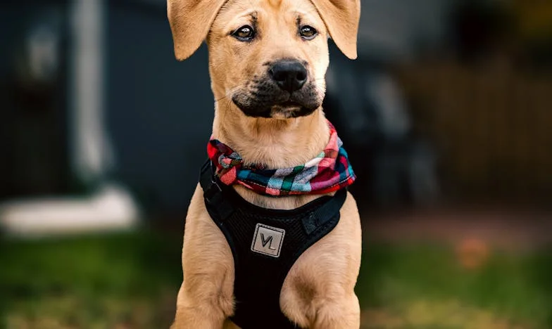 Wczoraj mój pies wciągnął mnie w krew na klatce schodowej. A ja całe życie udawałem, że nie mam za co przepraszać