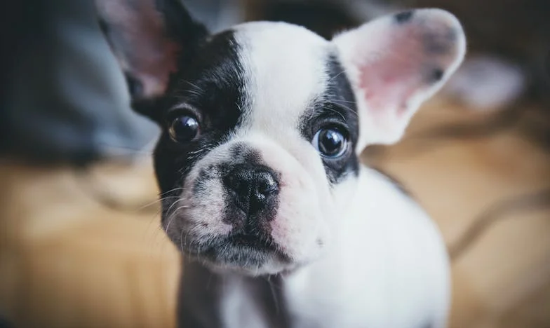 Wepchnęłam psa do mieszkania, gdy na klatce pachniało mokrym betonem i krwią, a za drzwiami już dudniła policja