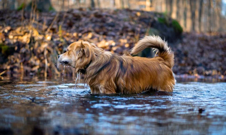 Wist je dat ik je hoor, mama? — ale to mój pies pchnął mnie do życia, kiedy wypalałam się na amen