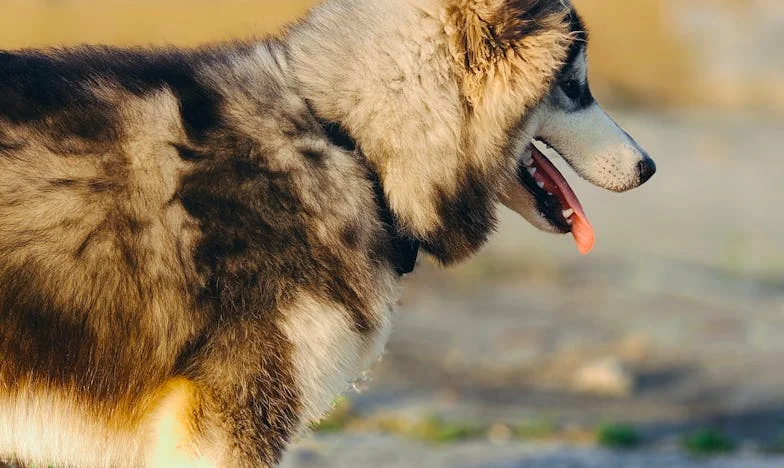Wybiegł mi z klatki schodowej prosto pod radiowóz. A ja wreszcie zrozumiałam, że w moim domu nie chodzi już o miłość, tylko o kontrolę