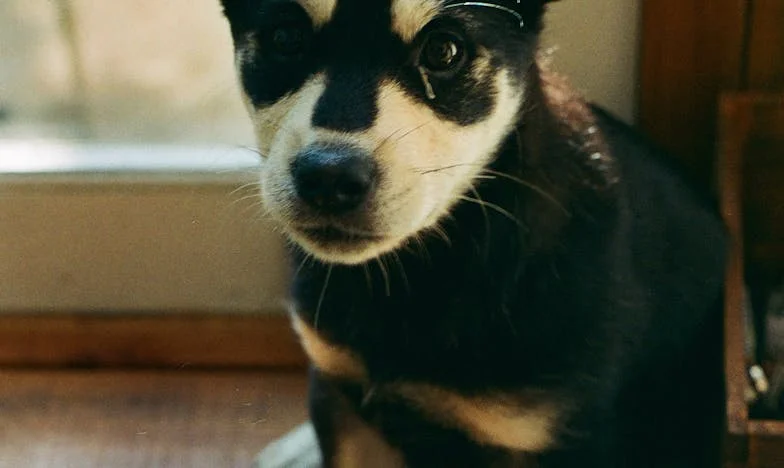 Wyrwałam klucz z zamka, a mój pies wcisnął nos w szparę drzwi, gdy na klatce schodowej rozlała się krew — i wtedy usłyszałam kroki policji