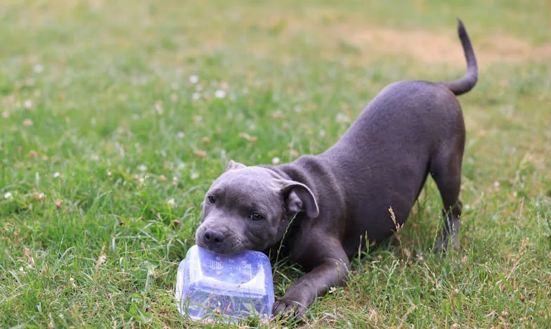 Wyrwałam Pawłowi klucze z ręki, bo mój pies krwawił na kafelkach — a za drzwiami stała policja