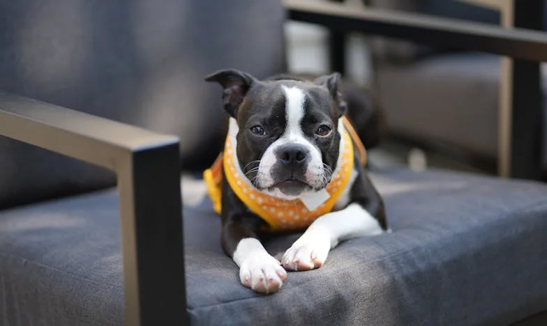 Wyrzuciłam syna i synową z mieszkania, a pies pierwszy raz w życiu postawił mnie pod ścianą