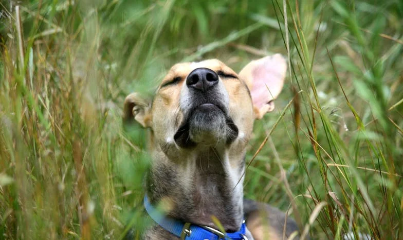 Zamknięte drzwi i mokry pysk: jak pies wyciągnął mnie spod wojskowego rygoru teściowej