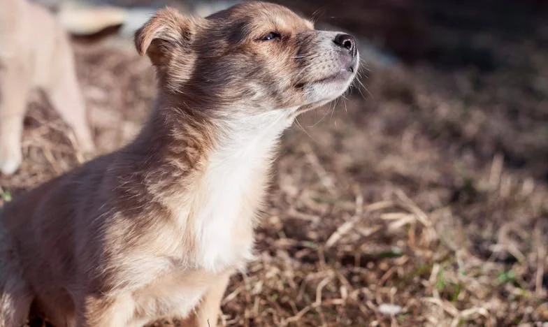 Zatrzasnęły się drzwi, a on wcisnął mi pysk w dłoń — i wtedy zobaczyłam krew na śniegu