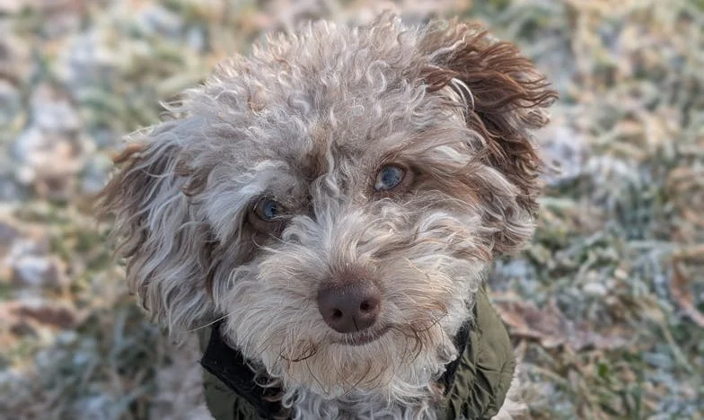 Zawsze „za młoda” — i to mnie prawie zabiło. A potem wpadł w moje życie pies, którego nie planowałam