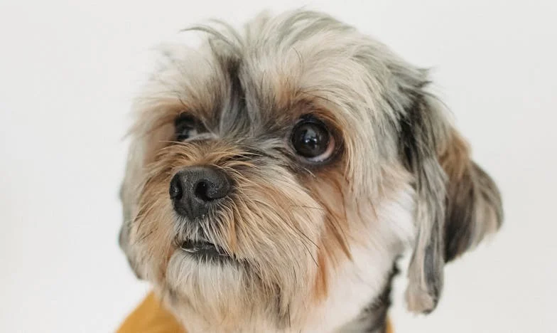 Zmuszona wybrać: Jak pies wyciągnął nas z toksycznej rodziny mojego męża, zanim było za późno